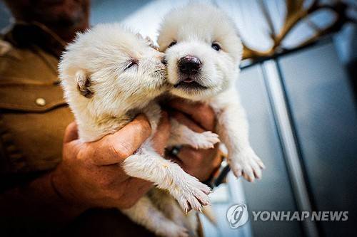 유전자 변형으로 탄생한 새끼늑대 [AP 연합뉴스/콜로설 바이오사이언스 제공]