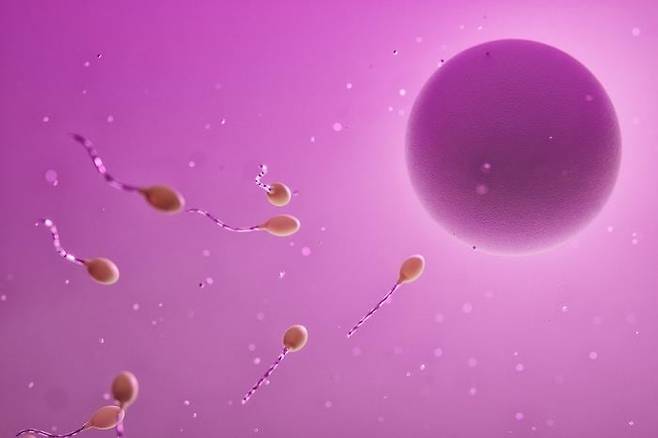 정액에 정자가 없는 것을 특징으로 하는 무정자증은 전 세계 남성의 1%에게 영향을 미친다. 정자가 난자를 향해 헤엄치는 모습. /픽사베이