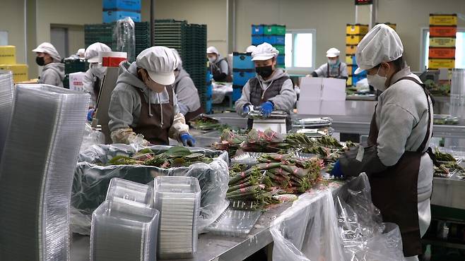 만인산농협 산지유통센터(APC)는 깻잎 농가에서 수확한 깻잎을 체계적인 관리를 통해 소비자에게 최고의 품질을 전달할 수 있도록 세척, 포장하고 쌈채소 유통을 위해 선별작업을 진행하고 있다.