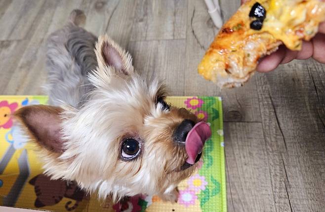 20250408_222154.jpg 저녁 배달 피자에 쏘주한잔