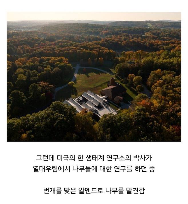 Internet_20250409_103558_2.jpeg 경쟁자를 죽이기 위해 일부러 번개를 맞는 나무