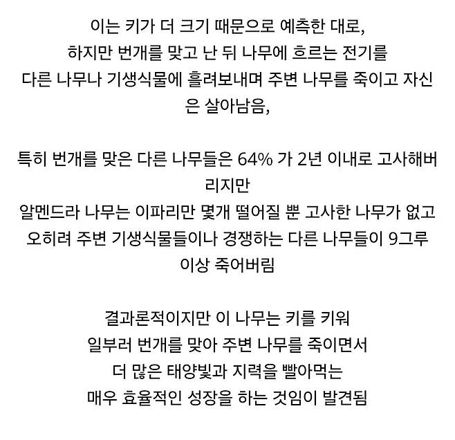 Internet_20250409_103558_6.jpeg 경쟁자를 죽이기 위해 일부러 번개를 맞는 나무