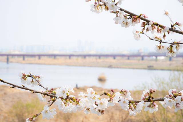 만경강 제방길에 핀 벚꽃 뒤로 강과 습지가 보인다.