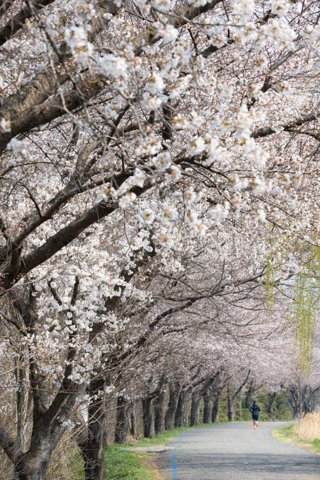 한 시민이 만경강 북측 제방 벚꽃길을 달리고 있다.
