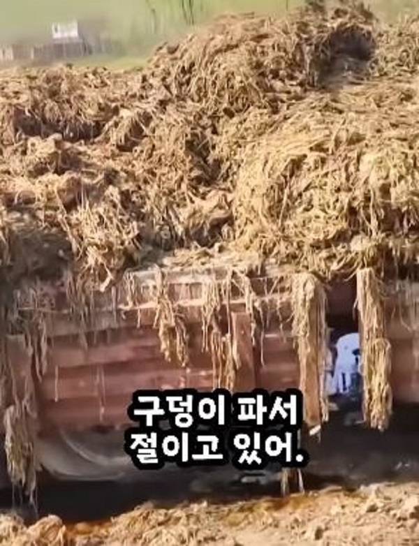 자차이 만드는 과정 중 절임 현장​./사진=인스타그램kim_67_65