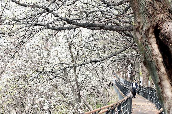 충북 청주시 상당구 문의면 청남대를 찾은 방문객이 충북도가 조성한 ‘청남대 생태탐방로’를 걷고 있다. 충북도 제공.