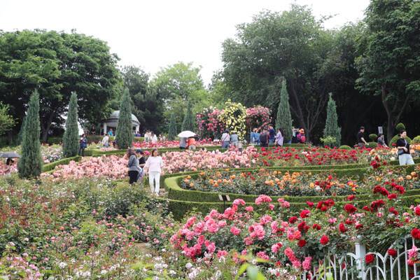 부천백만송이장미원의 장미 사이로 시민들이 산책하고 있다.부천시 제공.
