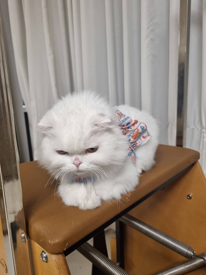 저희 집 귀여운 강아지 자랑 좀 하겠습니다.