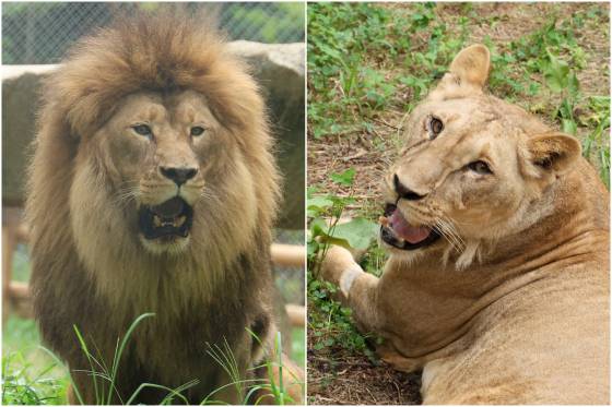 '갈비사자' 바람이(왼쪽)와 딸 사자 구름이. 연합뉴스