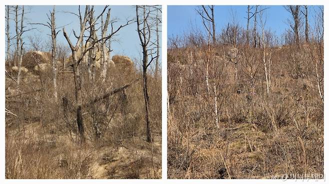 산불 피해를 입은 소나무들이 솔잎 하나 없이 그대로 남아있는 모습(왼쪽). 산주의 동의를 받지 못해 복구 사업이 시작조차 되지 못한 곳이다. 자작나무 묘목이 심긴 모습(오른쪽)과 대비된다. /사진=김미루 기자.