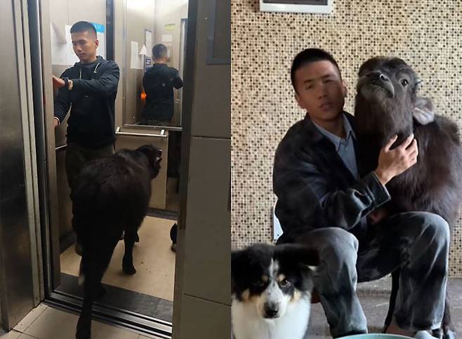 중국의 한 임대 주택에서 물소를 키우는 권투 선수 출신 30세 남성 천모씨의 이야기가 현지에서 큰 관심을 받았다. /사진=더우인(@牛魔王?)