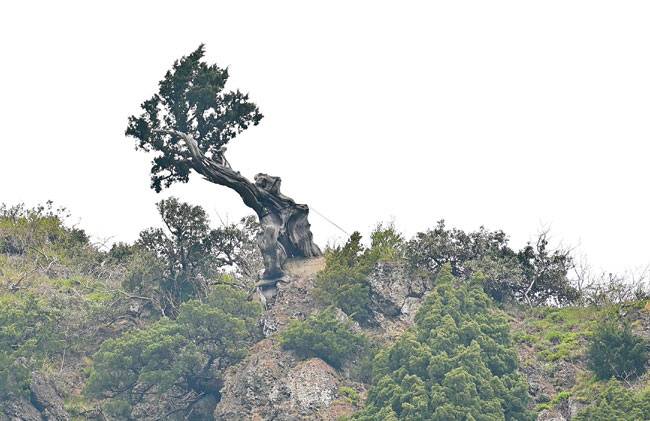 울릉도 도동항의 바위벼랑에서 자라는 2500살 먹은 향나무.
