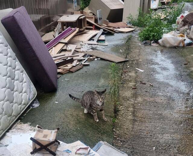 한남3구역 재개발지역의 길고양이. 용산구