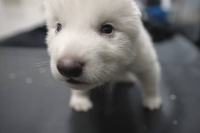 미국의 생명공학 회사 콜로설 바이오사이언스가 1만3000년 전 멸종한 다이어울프의 화석에서 추출한 DNA로 탄생시킨 새끼 늑대의 모습. 사진=콜로설 바이오사이언스 유튜브 캡처