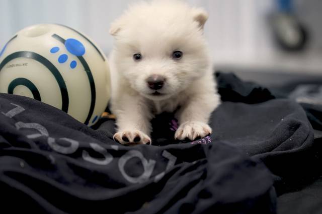미국의 생명공학 회사 콜로설 바이오사이언스가 1만3000년 전 멸종한 다이어울프의 화석에서 추출한 DNA로 탄생시킨 새끼 늑대의 모습. 사진=콜로설 바이오사이언스 유튜브 캡처