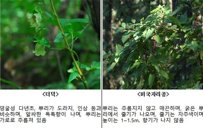 모양이 유사해 구별하기 어려운 산나물과 독초 [산림청 국립수목원 제공. 재판매 및 DB 금지]