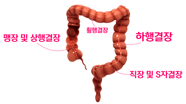대장 구조｜출처: 클립아트코리아