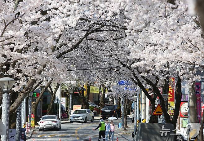 제천시 청풍면 물태리 청풍호 벚꽃축제. 2025.4.11./뉴스1 ⓒ News1 손도언 기자