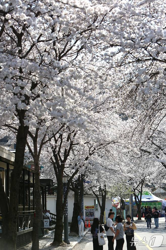 제천시 청풍면 물태리 청풍호 벚꽃축제. 2025.4.11./뉴스1 ⓒ News1 손도언 기자