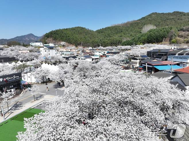 드론으로 본 제천시 청풍면 물태리 청풍 벚꽃축제 현장.(제천시의회 제공. 재판매 및 DB금지)/뉴스1