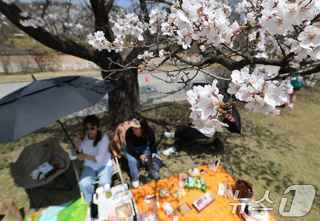 완연한 봄날씨가 이어진 11일 오후 경기 용인시 처인구 호암미술관 희원 일대에서 시민들이 만개한 벚꽃을 즐기며 봄을 만끽하고 있다. 2025.4.11/뉴스1 ⓒ News1 김영운 기자