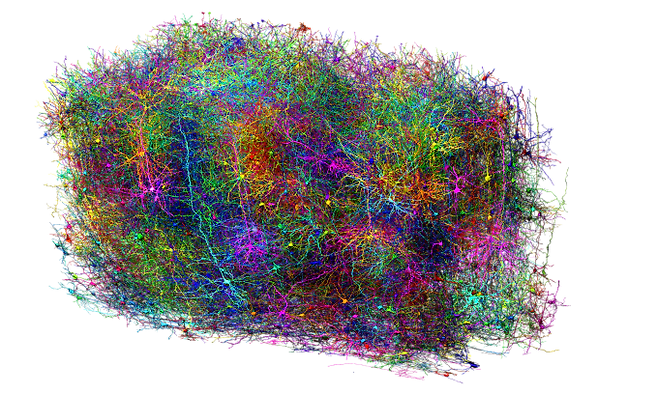 MICrONS 컨소시엄이 확인한 12만 개 이상의 뇌세포 중 일부인 약 1000개의 뇌세포를 나타낸 이미지. 뇌세포의 실제 뇌 활동을 기록했다는 사실을 상징적으로 보여주기 위해 각 뇌세포를 서로 다른 색으로 표현했다. &nbsp;Allen Institute 제공