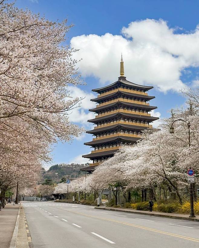 1000009786.jpg 현재 경주 벚꽃 근황