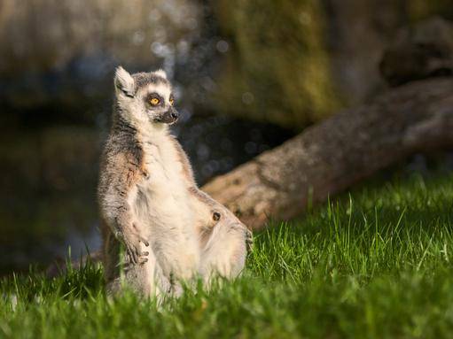 태양을 바라보며 일광욕 중인 알락꼬리 여우원숭이. 게티이미지뱅크
