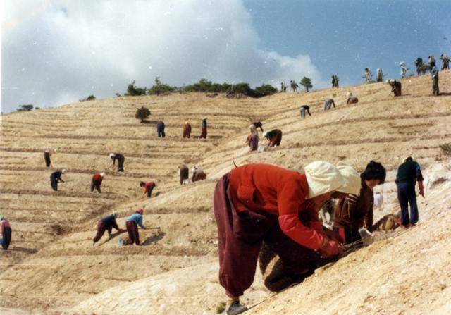 1973~1977년 경북 포항 영일만 일대 산지 복구 작업 장면. 산림청 제공