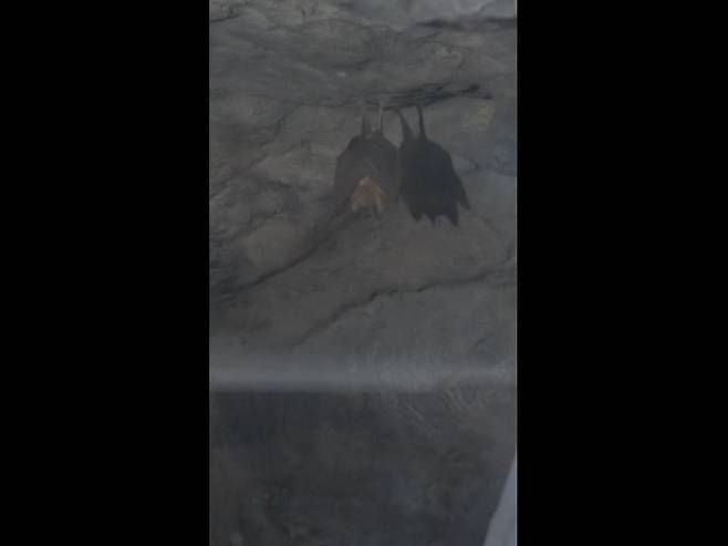 천곡황금박쥐동굴에 모습을 드러낸 황금박쥐. 동해시 제공