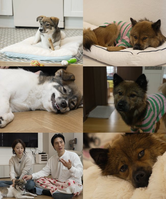 SBS ‘TV 동물농장’
