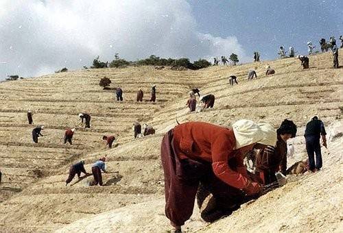 1973∼1977년 영일만 산림 복구 사진 [문화재청 제공. 재판매 및 DB 금지]
