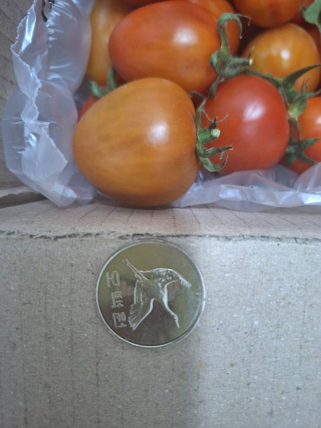 며칠전 핫딜게시판 대추방울토마토 물건왔다