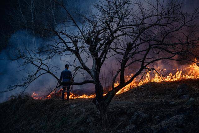경북 의성군 신평면 교안리의 밭두렁에서 한 농민이 산비탈을 타고 내려오는 불길을 바라보고 있다.