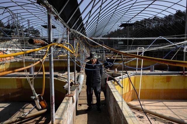 영덕 영덕읍 석리의 양식 어민 최용태씨가 불타버린 양식장 한가운데에 서 있다. 이번 산불로 최씨의 양어장에서는 올 4월에 출하 예정이던 광어와 도다리 약 20만 마리가 폐사했다.