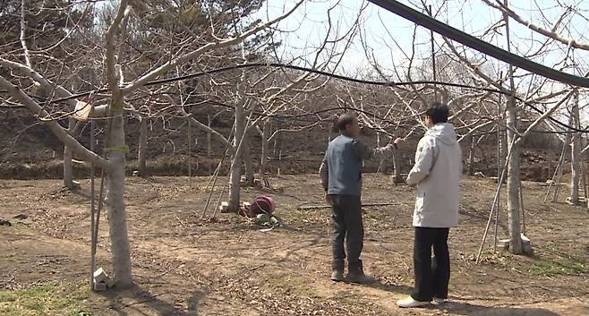 산불 피해로 타버린 사과 과수원
