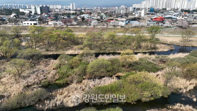 ▲ 4월이 시작되며 찾아오 봄바람에 나무와 꽃들이 봄소식을 전하고 있다. 10일 춘천 소양강 주변에 나무들에 초록의 옷을 입어 봄기운이 깊어감을 느끼게 하고 있다. 김정호