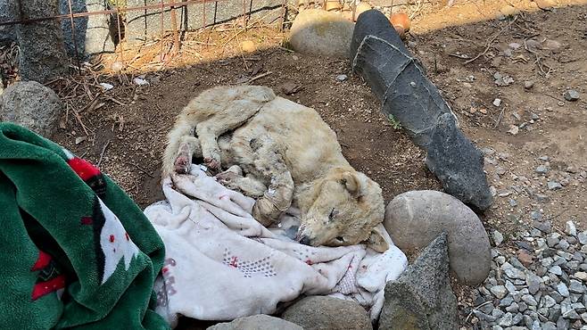 경북 산불 구조 현장에서 발견된 화재 피해를 입은 강아지. 동물자유연대 제공