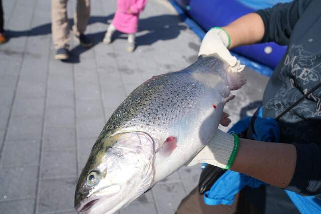 싱싱한 바다송어 모습. 홍성남당항 공식 블로그싱싱한 바다송어 모습. 홍성남당항 공식 블로그