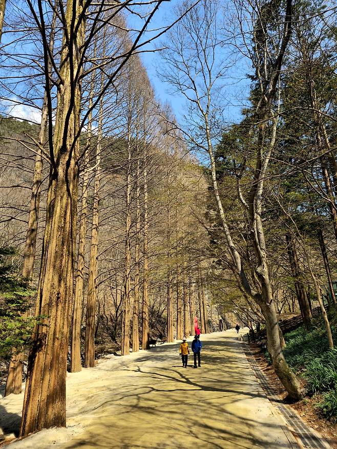 강천산 메타세쿼이아길.