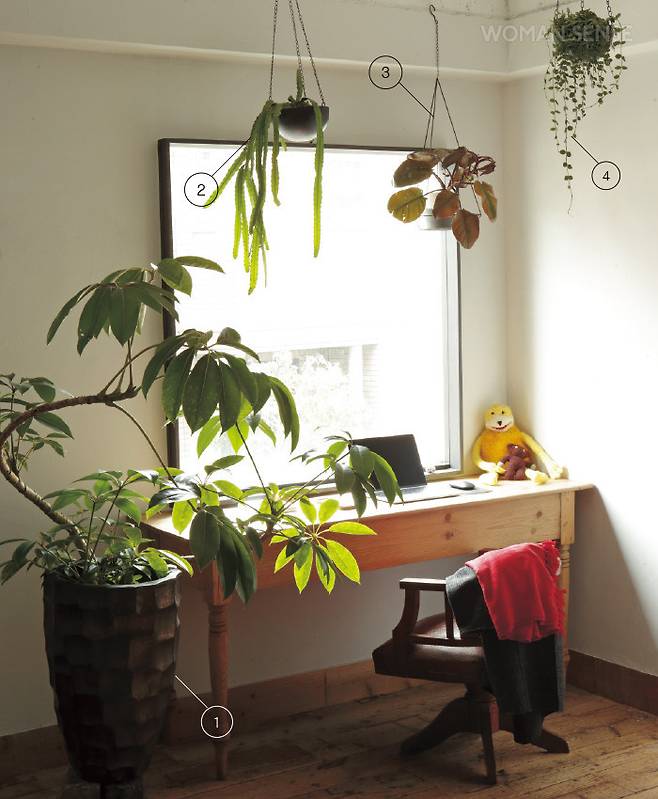 1 퓨클러 쉐플레라 2 립살리스 모나칸타 3 필로덴드론 임페리얼 레드 4 디스키디아 눔물라리아