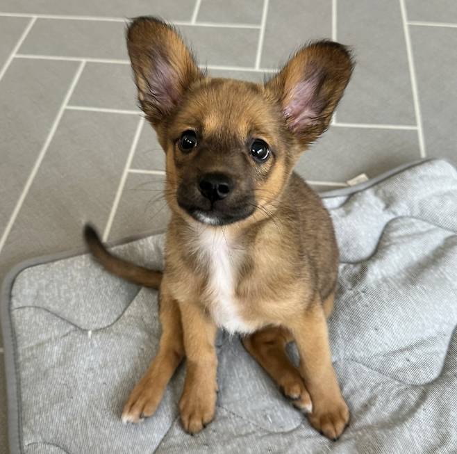 임시보호 초기 수지의 모습(인스타그램 kim.baesuzy 제공) ⓒ 뉴스1