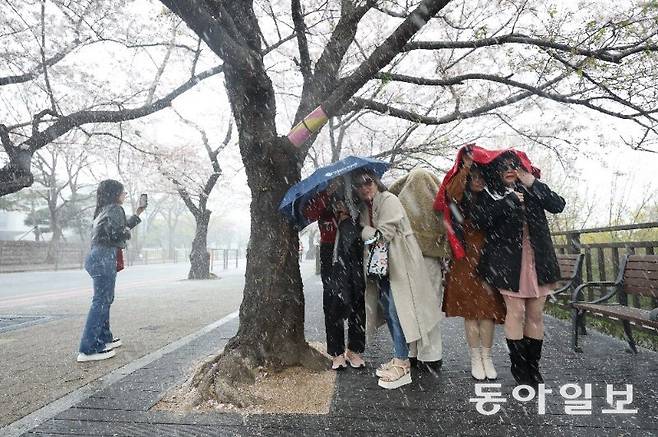 13일 오후 영등포구 윤중로 벚꽃길에 갑자기 우박이 쏟아져 관광객들이 벚꽃나무밑에서 우박을 피하고 있다. 장승윤 기자 tomato99@donga.com
