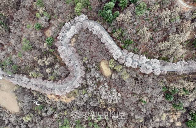 ▲ 강원지역에  봄눈이 내린 13일 춘천 부귀리 벚꽃 길 위로 눈이 쌓여 이색적인 풍경을 만들고 있다. 방도겸