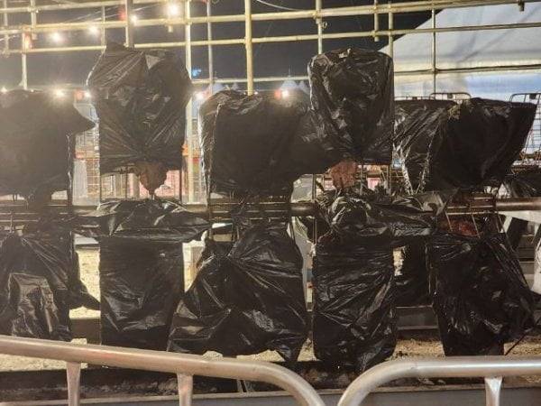 백종원 대표가 이끄는 더본코리아가 기획 등에 관여한 2024 홍성글로벌바비큐페스티벌에서 부적절한 고기 보관 방식을 지적하는 소비자 게시물이 올라왔다. /사진=온라인 커뮤니티