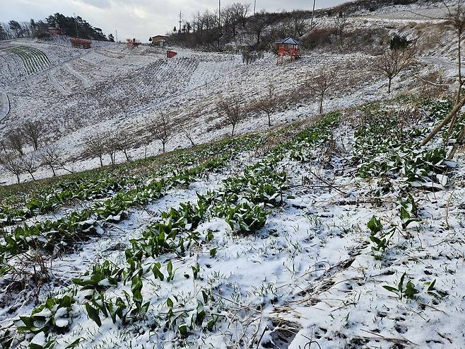 냉해 피해를 본 산나물 [독자 김봉래씨 제공. 재판매 및 DB 금지]