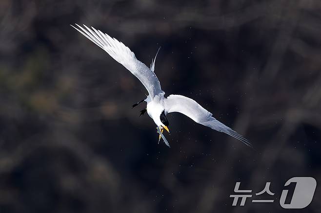 멸종위기 1급인 뿔제비갈매기가 지난 11일 오후 전남 고창군 구시포 해안에서 사냥한 먹이를 다듬고 있다. (생태사진가 강훈구 씨 제공, 제판매 및 DB금지) 2025.4.13/뉴스1