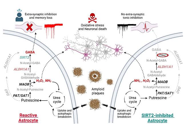 IBS 연구진이 알츠하이머 치매의 기억력 저하의 원인을 찾아냈다. 그림은 반응성 별세포의 가바(GABA)와 과산화수소 생성 경로와 SIRT2 억제 효과를 보여주는 이미지./IBS