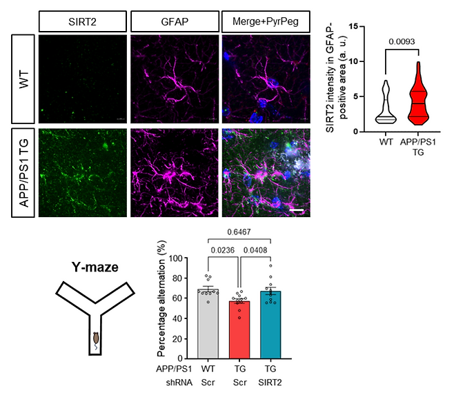 알츠하이머 모델 생쥐에서 별세포 SIRT2 발현 증가와 기억력 회복 효과