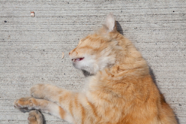 고양이 등 유기동물의 로드킬 빈도가 잦다. 사진은 기사와 직접적 관련 없음./사진=게티이미지뱅크